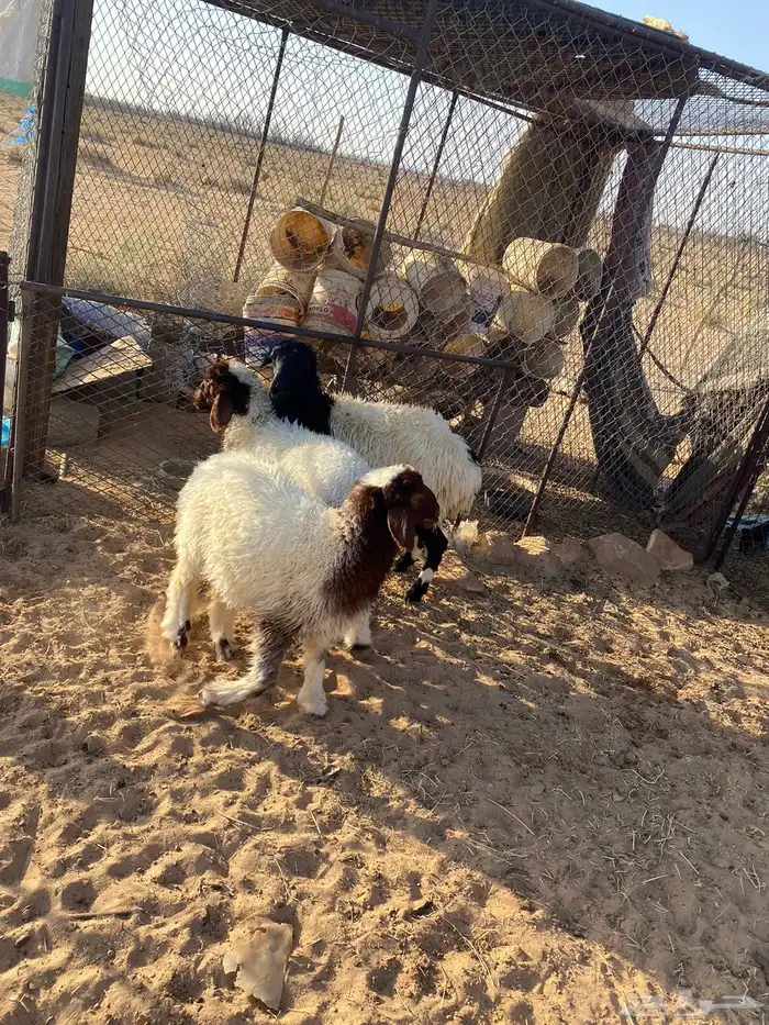 للبيع رخال طيبات 3