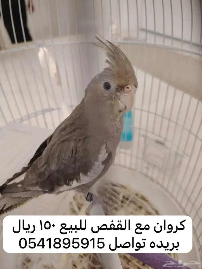 طير كروان 0