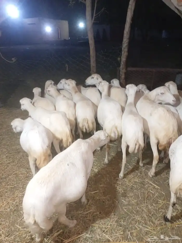 ظأن 1