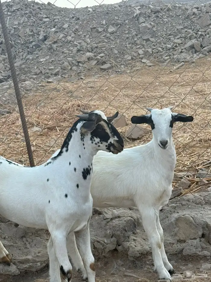 عنز بيشيه قارح يتبعها تيس و جفره 5