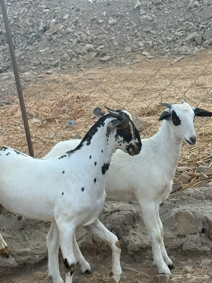 عنز بيشيه قارح يتبعها تيس و جفره 4