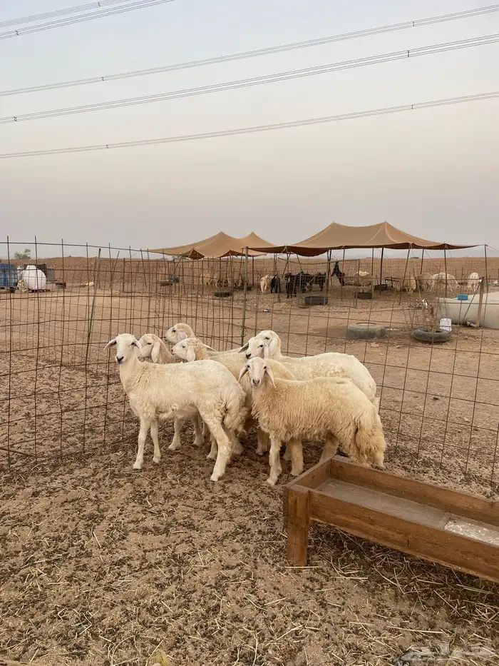 حري ذبايح ثلاجه ذبائح مناسبات اسعاره مناسبه 1200 يوجد توصيل 1