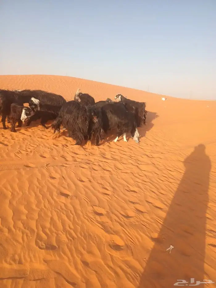 معزاء عوارض صنف الصنف 3