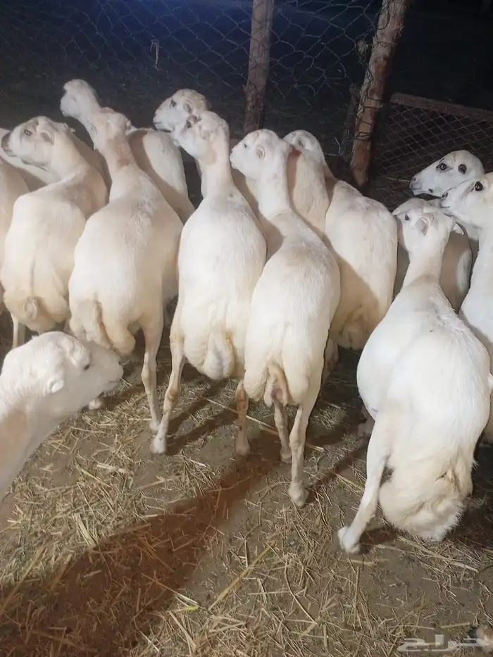 ظأن 0