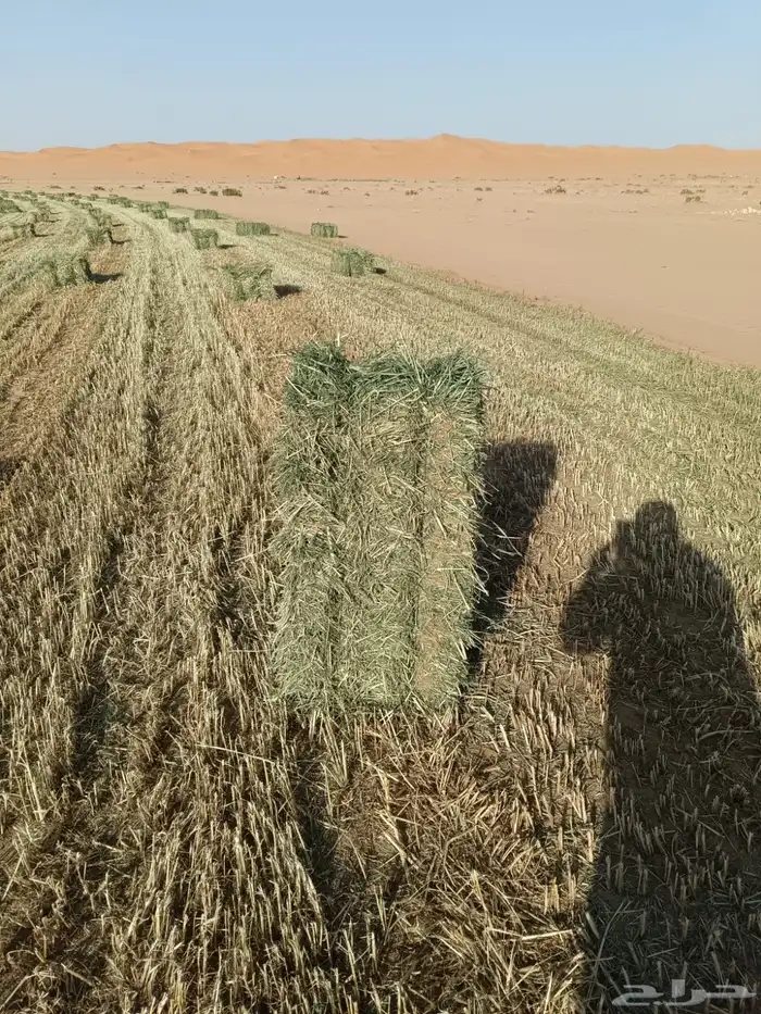 أعلاف 2