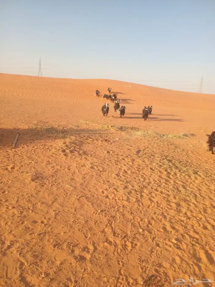 معزاء عوارض صنف الصنف 6