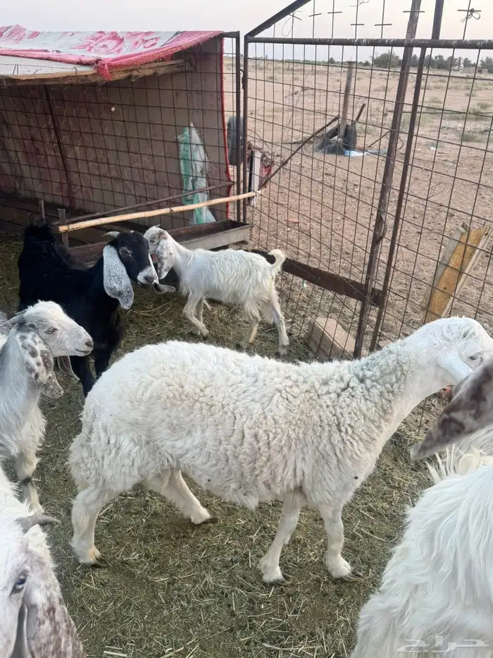 طليان طيبه حريات 2