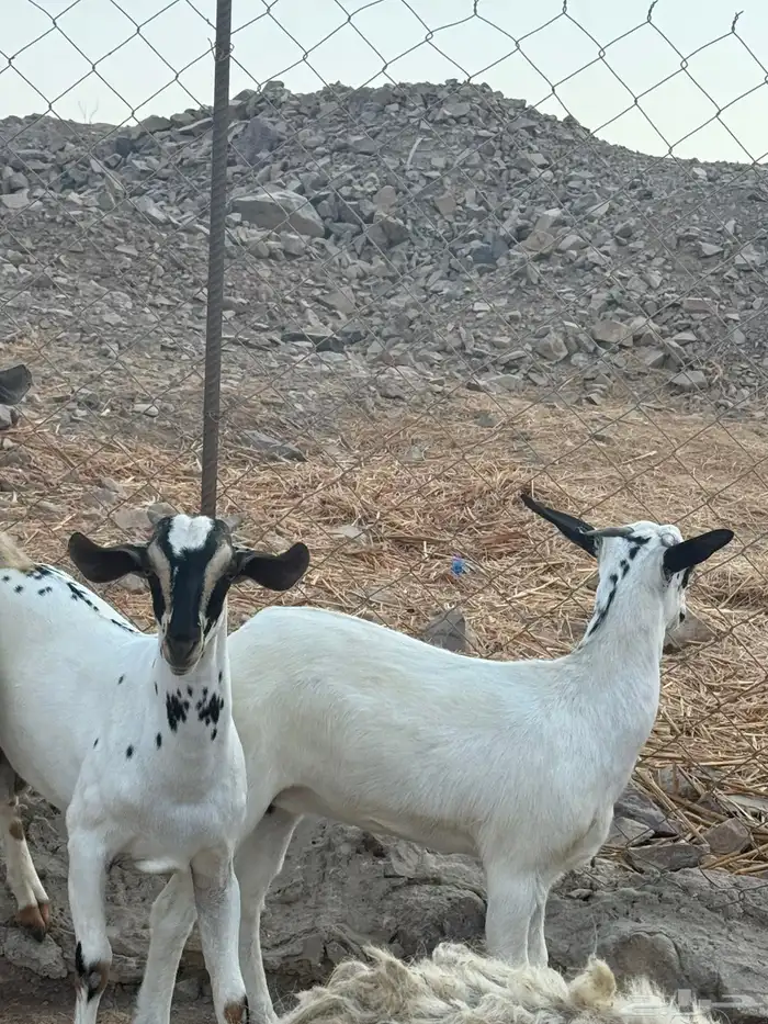 عنز بيشيه قارح يتبعها تيس و جفره 1