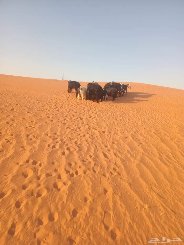 معزاء عوارض صنف الصنف 8
