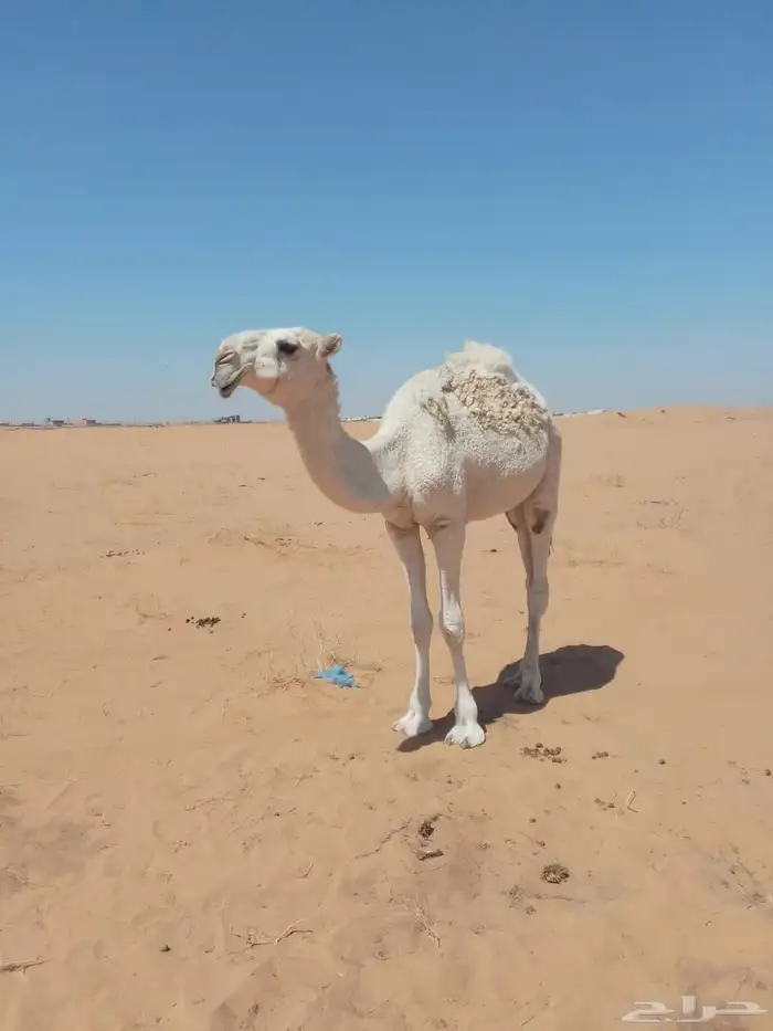 بعير طيب للبيع 3