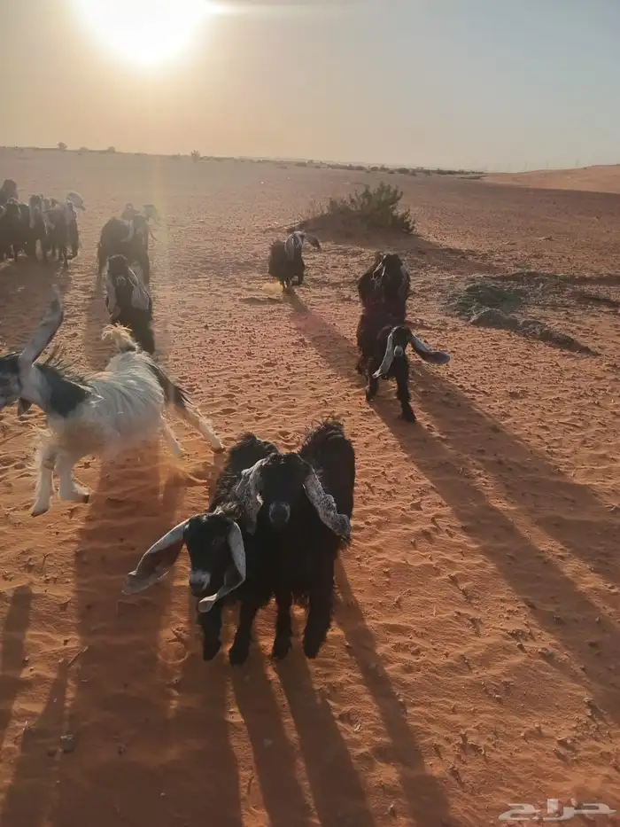 معزاء عوارض صنف الصنف 2