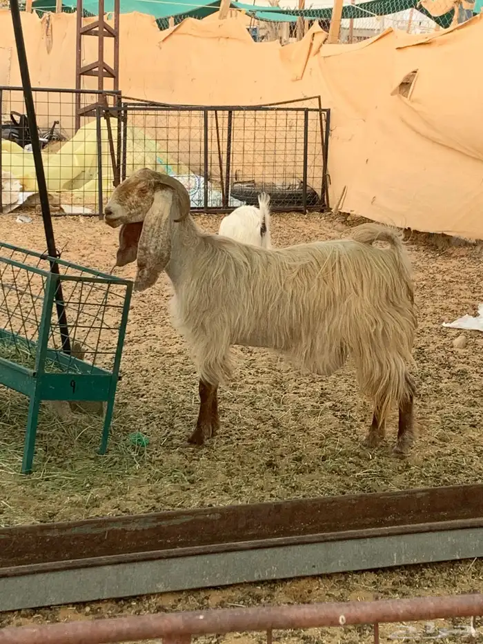 للبيع عنز مضرع 0