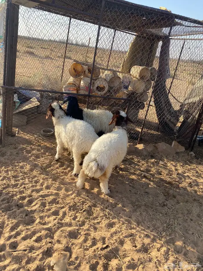 للبيع رخال طيبات 4