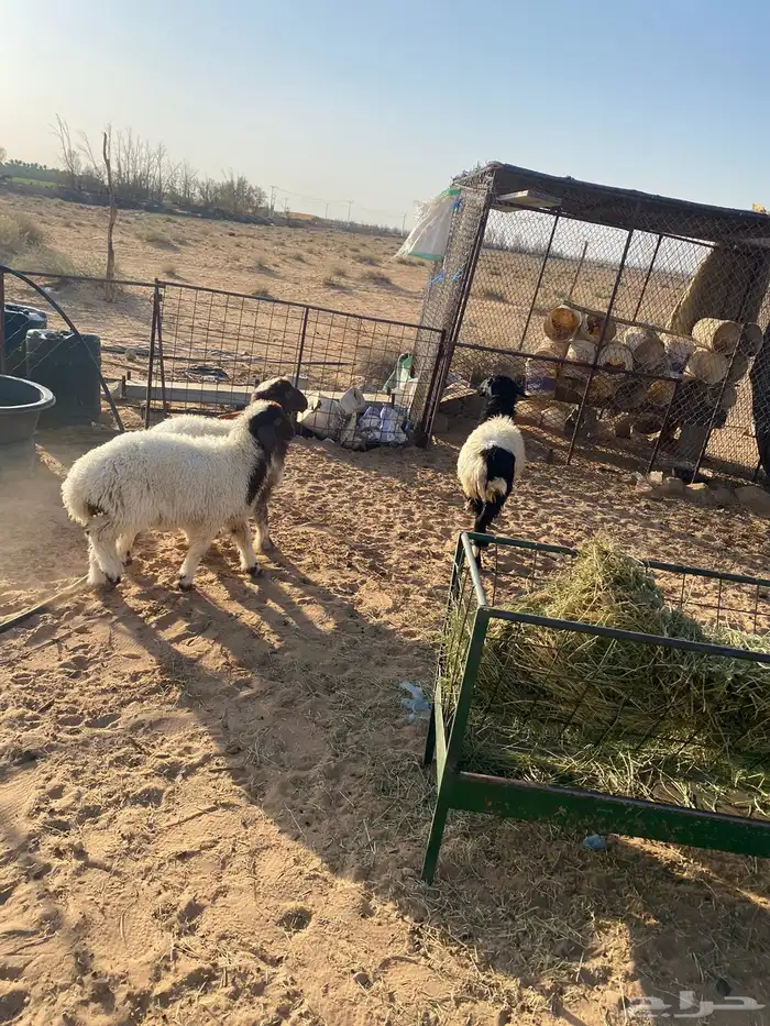 للبيع رخال طيبات 1