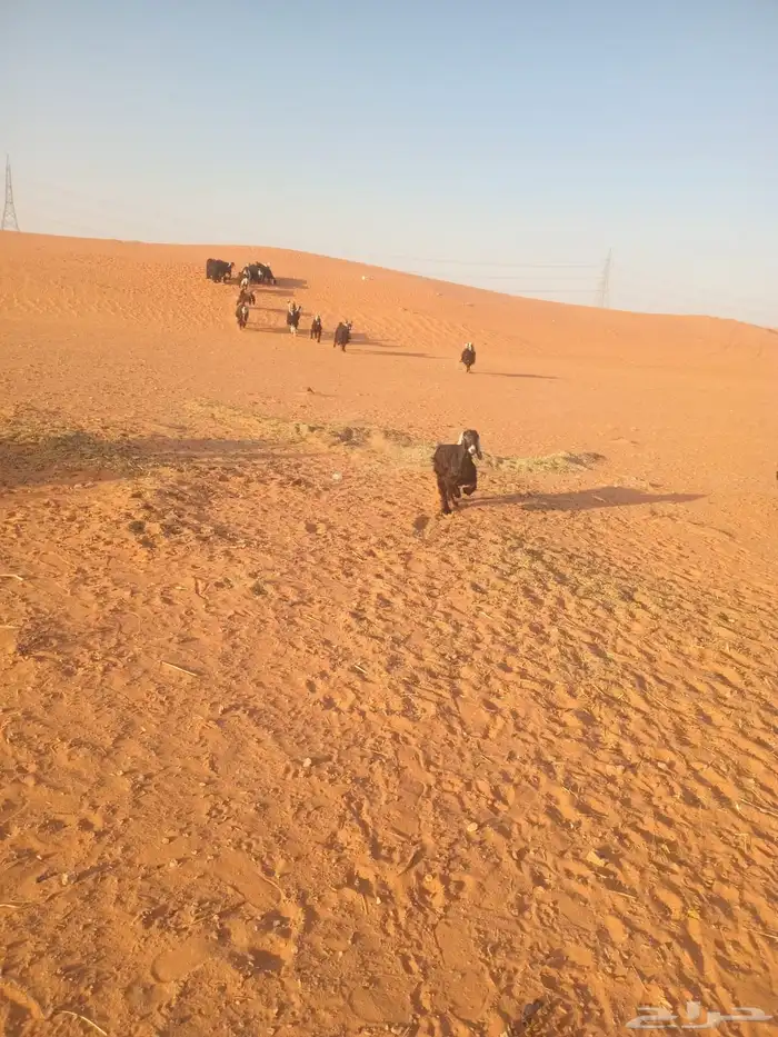 معزاء عوارض صنف الصنف 7