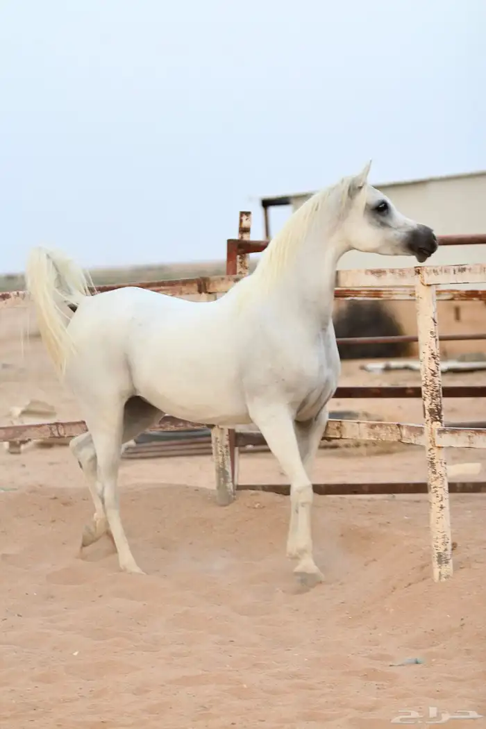 فرس واهو مكس 0