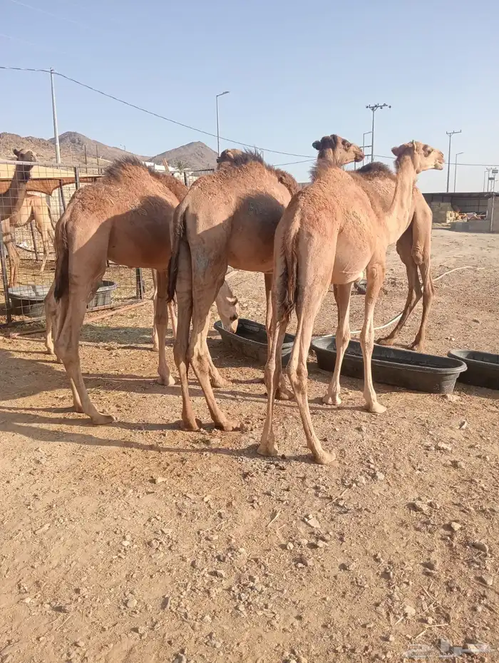 قعدان صومالي أوزان ممتازه من جده 2