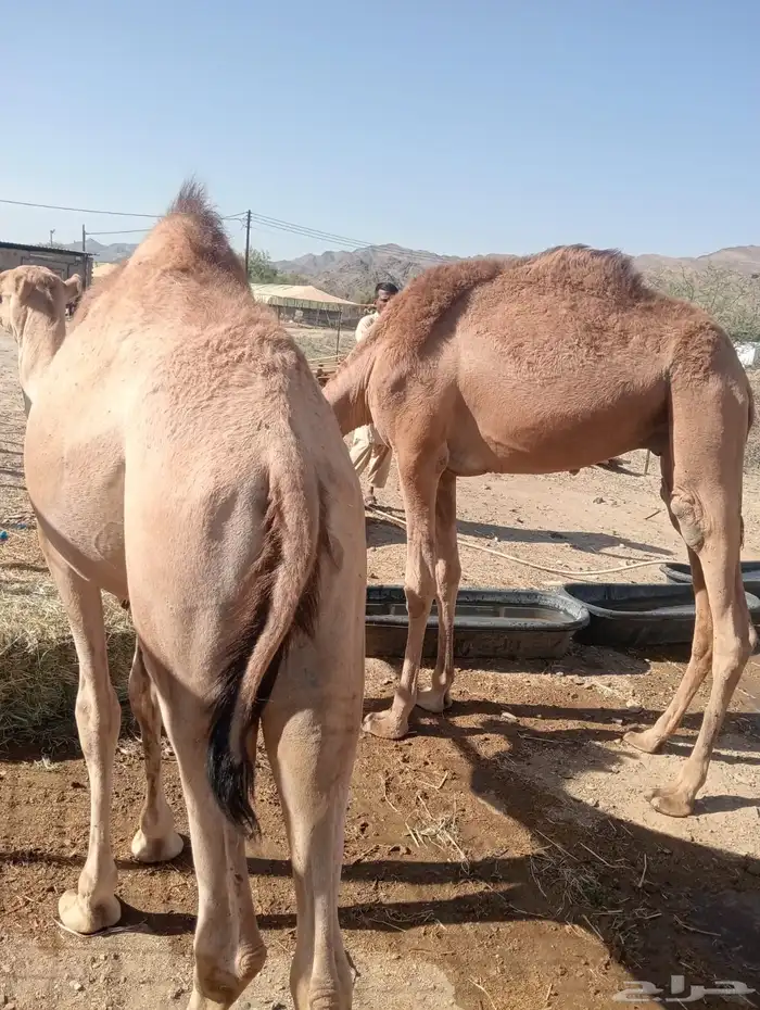 قعدان صومالي أوزان ممتازه من جده 1