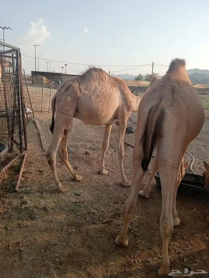 حاشي صومالي أوزان طيبه للتفريد والجمله 4