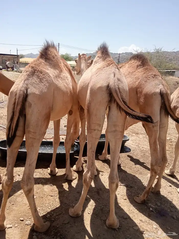 صفوة البادية.. ثقة التجار والملاحم 6