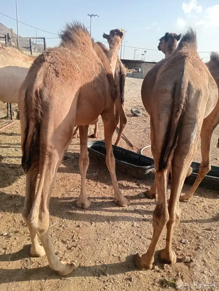 قعدان صومالي أوزان ممتازه من جده 3