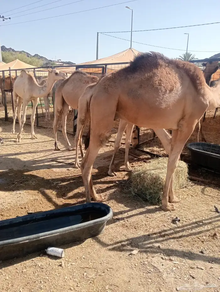 تيوس وقعدان صوماليه تفريد وجمله 4