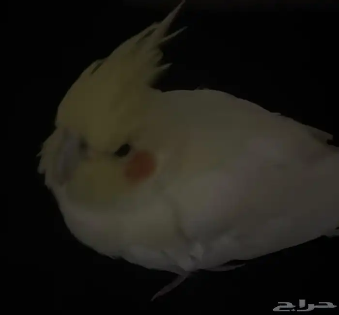 كروان للبيع 4