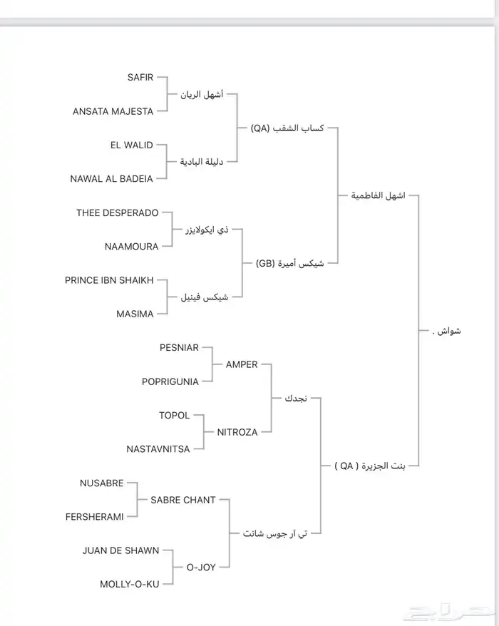 حصان عربي اصيل 3