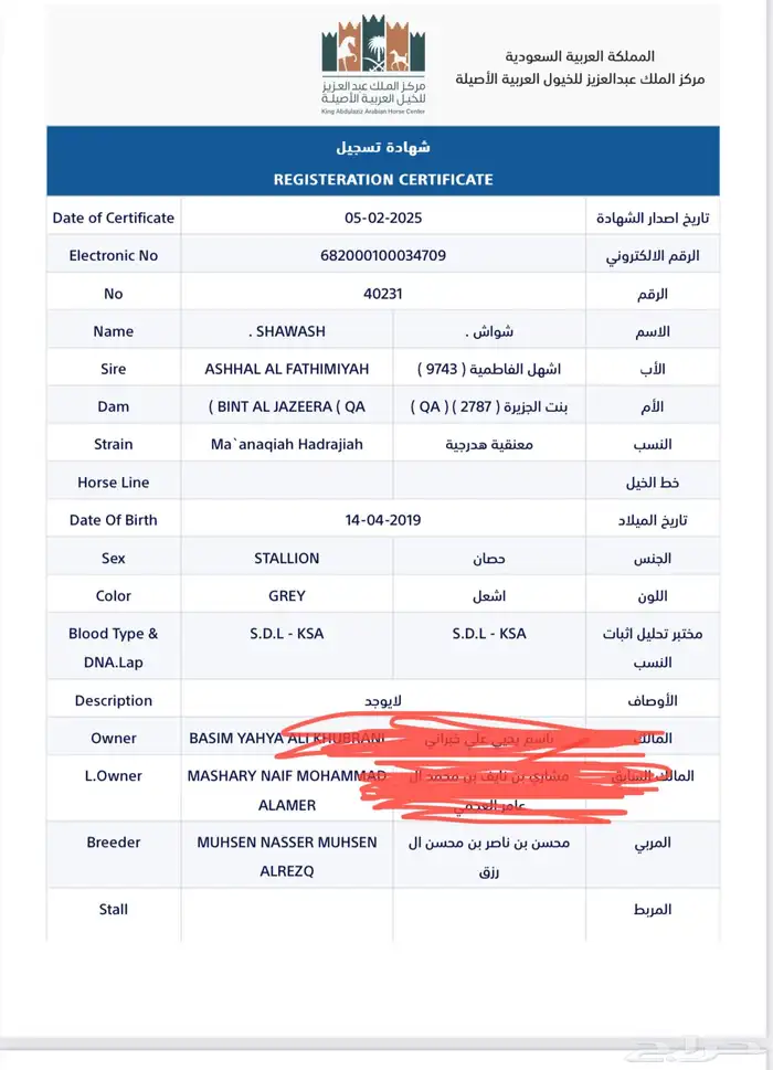 حصان عربي اصيل 2