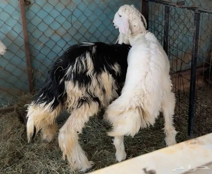 خروف حري ورخل نجدي 3