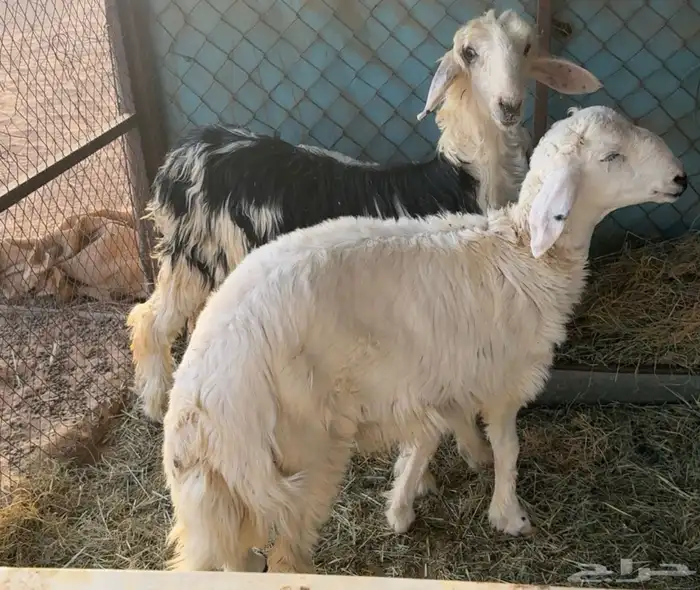خروف حري ورخل نجدي 2