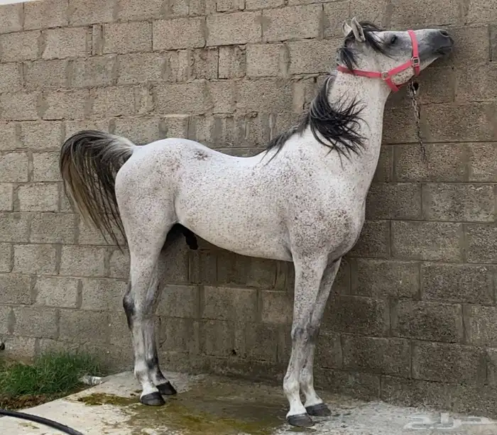 حصان عربي اصيل 1
