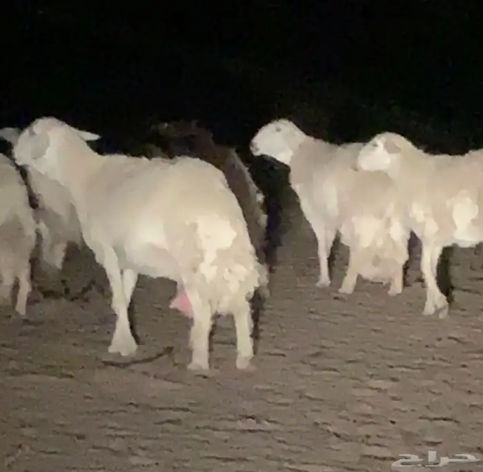 مشاريع فحول حريه طيبه والبيع سمح 5