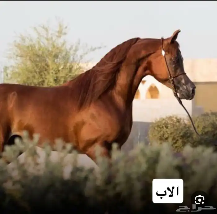فرس واهو مكس 2