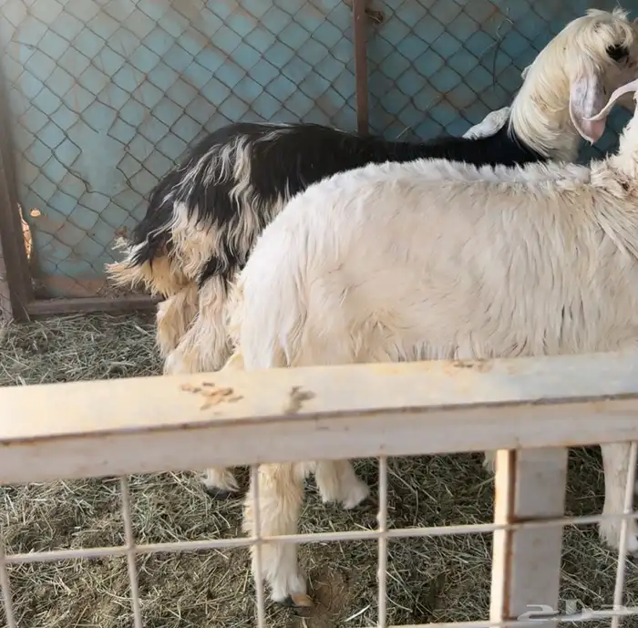 خروف حري ورخل نجدي 1