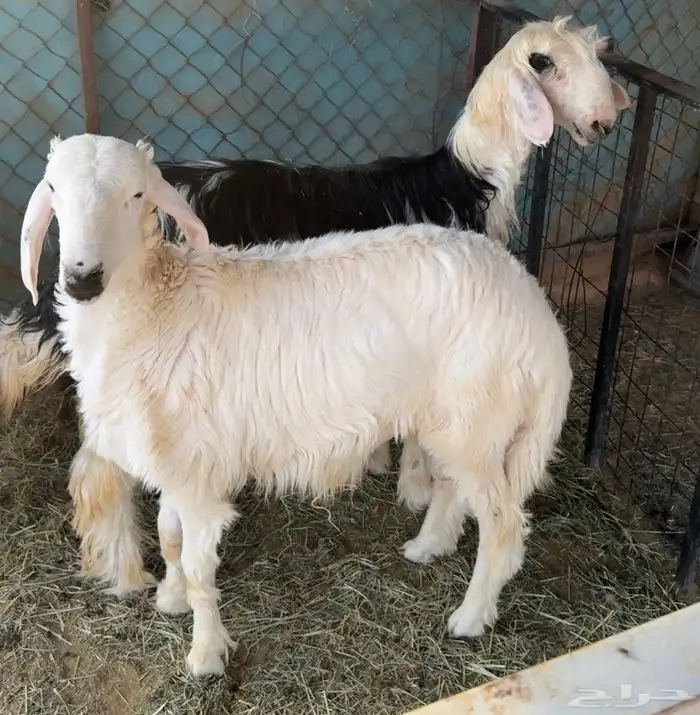 خروف حري ورخل نجدي 0