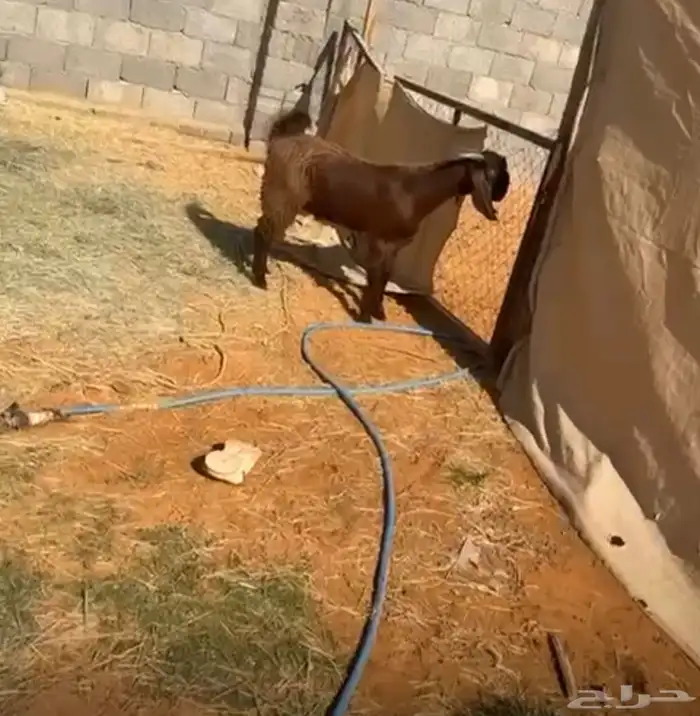 تيس 1
