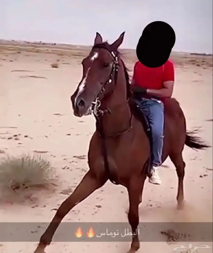 حصان مع البل وسبوق 0
