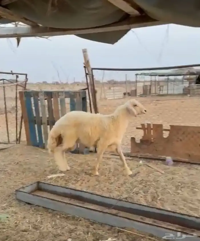 مشروع فحل 0