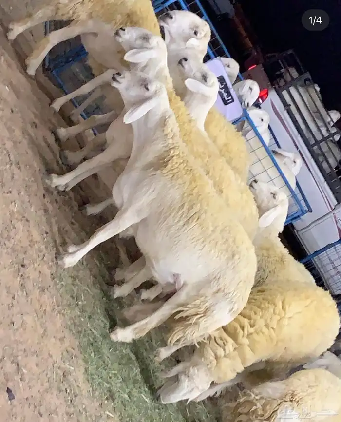 مشاريع فحول حريه طيبه والبيع سمح 3