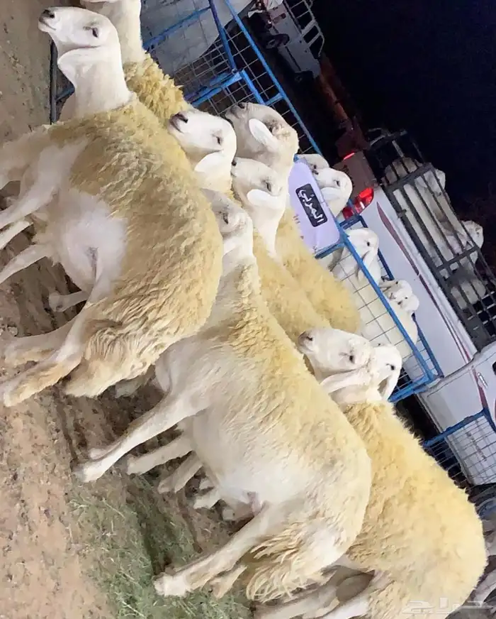 مشاريع فحول حريه طيبه والبيع سمح 4