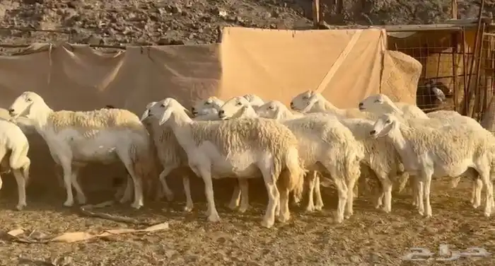 حرش مراح جبر وعرض 0