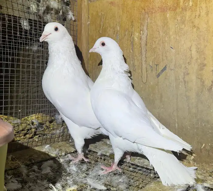 حمام فرنسي مفروز 10