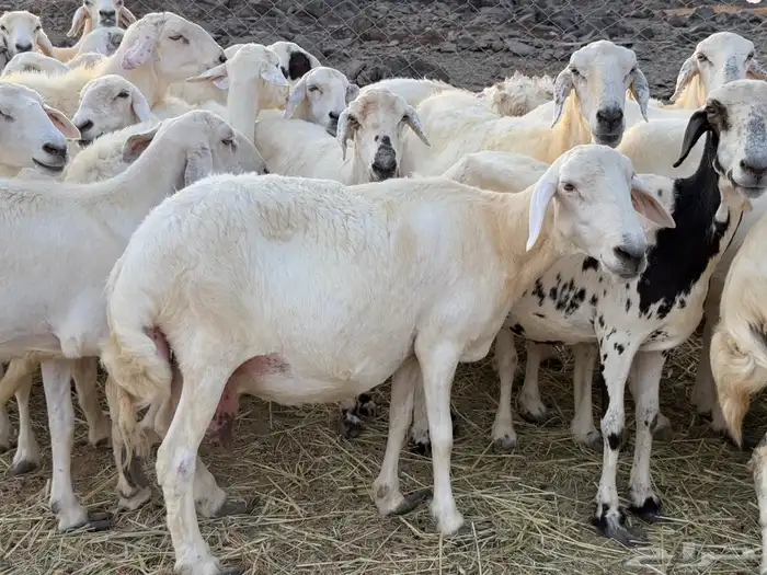 غنم حريات دفيع ومضاريع من 880 15