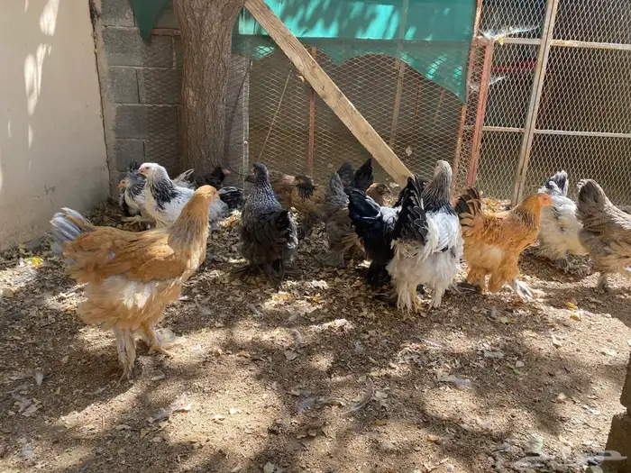 دجاج براهما 2