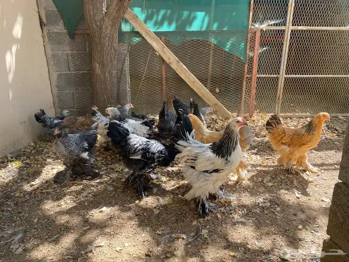 دجاج براهما 9