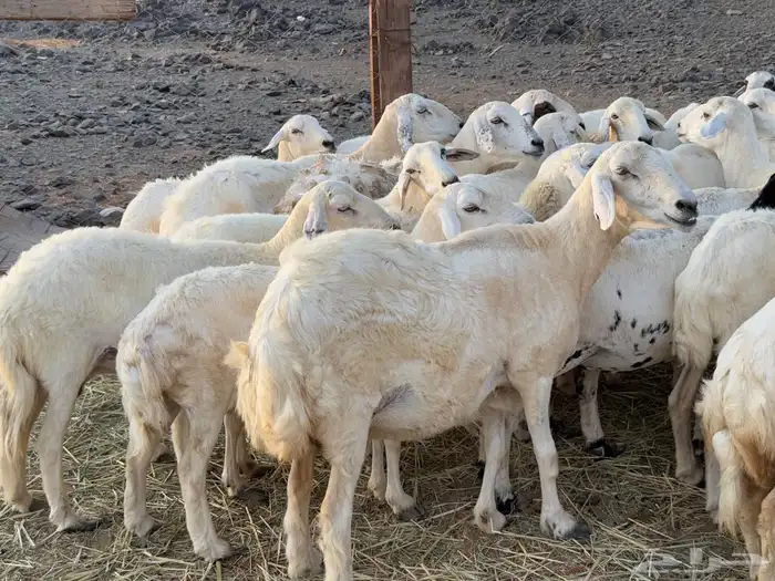 غنم حريات دفيع ومضاريع من 880 9