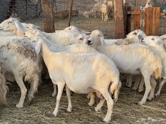 غنم حريات دفيع ومضاريع من 880 3