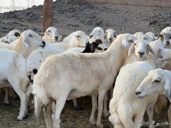 غنم حريات دفيع ومضاريع من 880 13