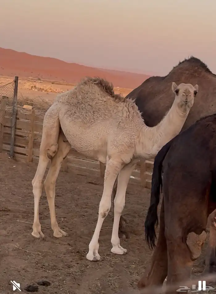 حشو لباني للبيع 0